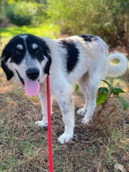 Stanley -  Great Pyrenees Dog for Adoption - Stanley | PetCurious