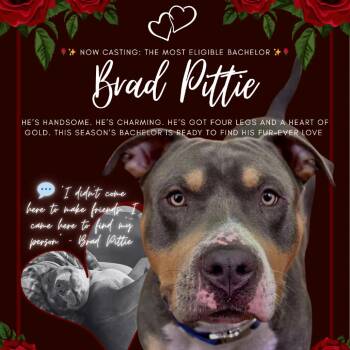 Mixed Breed Dogs Available for Adoption in Columbus, Georgia - Brad Pittie | PetCurious