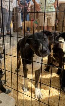 Prince -  Australian Cattle Dog Blue Heeler and Labrador Retriever Dog for Adoption in Bull Valley, Illinois - Prince | PetCurious
