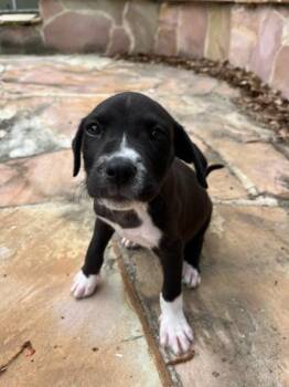 Terrier and Mixed Breed Dogs Available for Adoption in Gainesville, Florida - Ollie | PetCurious