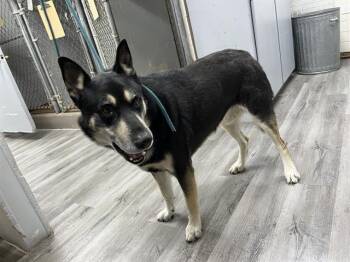 Rescue Siberian Husky and Mixed Breed Dogs for Adoption in Grand Prairie, Texas - BUCATINI | PetCurious
