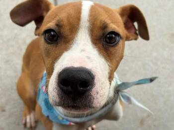 ALEX -  Pit Bull Terrier Dog for Adoption in Tulsa, Oklahoma - ALEX | PetCurious