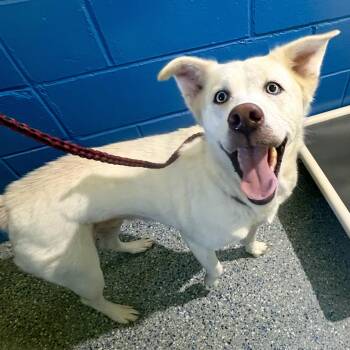Casper -  Husky and German Shepherd Dog Dog for Adoption in Charles City, Iowa - Casper | PetCurious
