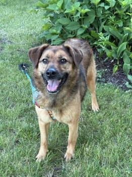 Pupsicle -  Shepherd Dog for Adoption in Mundelein, Illinois - Pupsicle | PetCurious