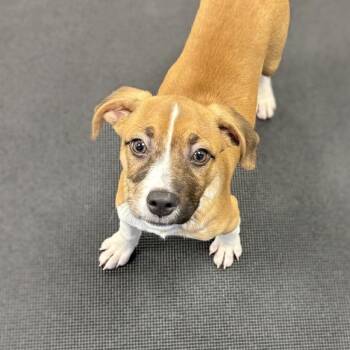 Cedar -  Mixed Breed Dog for Adoption in Westhampton, New York - Cedar | PetCurious
