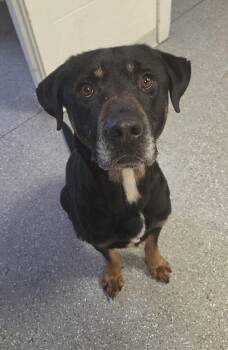Rottweiler and Labrador Retriever Dogs Available for Adoption in Watertown, New York - Buddy | PetCurious