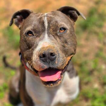 Selma -  Pit Bull Terrier Dog for Adoption in Klein, Texas - Selma | PetCurious