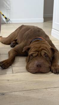 Shar Pei Dogs Available for Adoption in Lake Forest, California - Oso | PetCurious