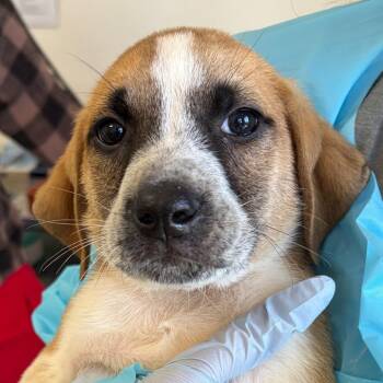 Casper -  Plott Hound and Mixed Breed Dog for Adoption in Nashville, Tennessee - Casper | PetCurious
