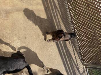 Rescue Shih Tzu Dogs for Adoption in Mobile, Alabama - Doobie | PetCurious