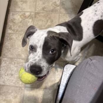 Hound and Terrier Dogs Available for Adoption - Forrest | PetCurious