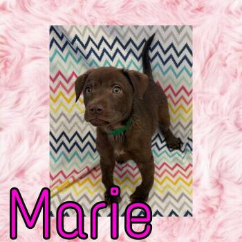 Marie -  Pit Bull Terrier and Mixed Breed Dog for Adoption in Royse City, Texas - Marie | PetCurious