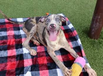 Rick -  Mixed Breed Dog for Adoption in Athens, Georgia - Rick | PetCurious