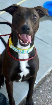 Rescue Terrier Dogs for Adoption in Great Bend, Kansas - Harlow | PetCurious