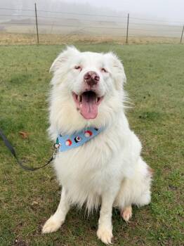 Mixed Breed Dogs Available for Adoption in Menomonie, Wisconsin - Gilligan | PetCurious