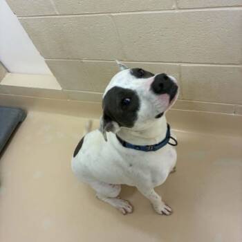 Ophelia -  Mixed Breed Dog for Adoption in Winston-salem, North Carolina - Ophelia | PetCurious