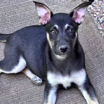 Alice -  Shepherd Dog for Adoption in Johnson City, Tennessee - Alice | PetCurious