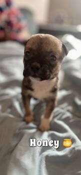 Rescue Labrador Retriever Dogs for Adoption in New York, New York - Honey (TX) | PetCurious