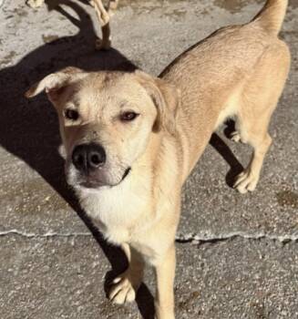 Rescue Labrador Retriever and Mixed Breed Dogs for Adoption in New Orleans, Louisiana - Velma | PetCurious