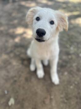 Quigley -  Great Pyrenees Dog for Adoption in Spring, Texas - Quigley | PetCurious