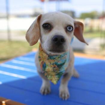 MINO -  Terrier and Mixed Breed Dog for Adoption in San Antonio, Texas - MINO | PetCurious