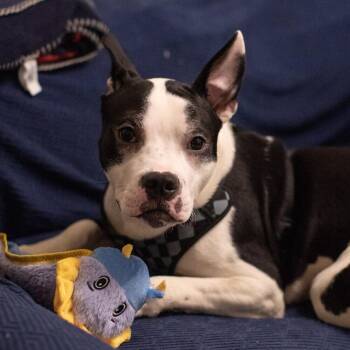 Oriole -  Mixed Breed Dog for Adoption in New York, New York - Oriole | PetCurious
