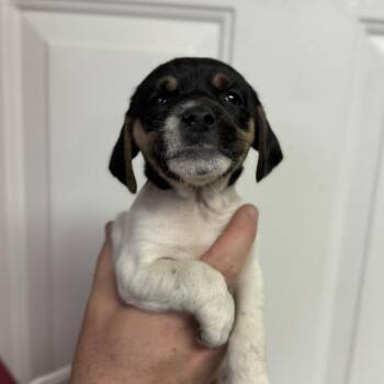 Beagle Dogs Available for Adoption in Columbia, South Carolina - Cool Wrap | PetCurious
