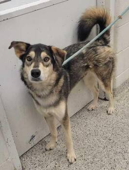 Freya -  Mixed Breed Dog for Adoption in Kansas City, Missouri - Freya | PetCurious