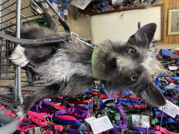 Miniature Schnauzer and Scottish Terrier Dogs Available for Adoption - Lulu  | PetCurious