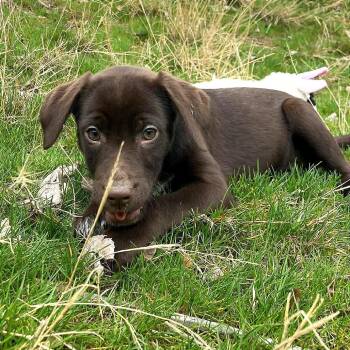 German Shorthaired Pointer and Dalmatian Dogs Available for Adoption - Pup1 | PetCurious