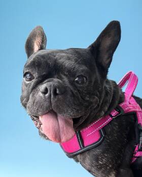 Rescue French Bulldog Dogs for Adoption in Scottsdale, Arizona - Caroline | PetCurious