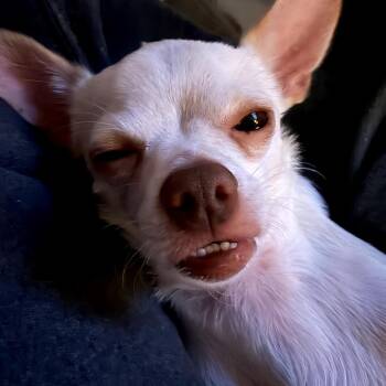 Peanut -  Chihuahua and None Dog for Adoption in Minneapolis, Minnesota - Peanut | PetCurious