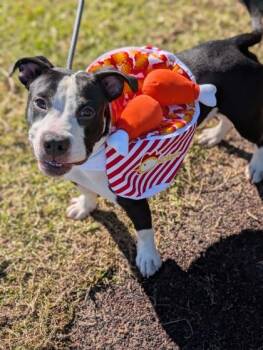 Byron -  Mixed Breed Dog for Adoption in Gulfport, Mississippi - Byron | PetCurious