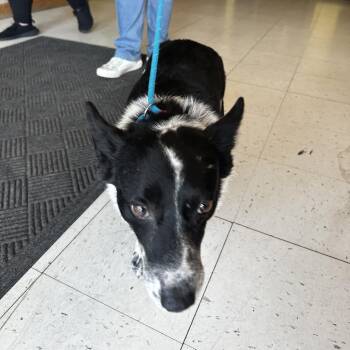 Motor Oil -  Mixed Breed Dog for Adoption in Davenport, Iowa - Motor Oil | PetCurious