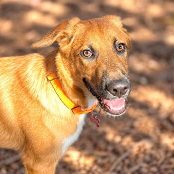 Dan -  Shepherd Dog for Adoption in Boerne, Texas - Dan | PetCurious