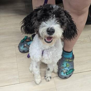 Snookie -  Poodle Dog for Adoption in Plain City, Ohio - Snookie | PetCurious