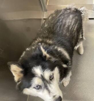 Rescue Siberian Husky Dogs for Adoption in Modesto, California - BETTY | PetCurious