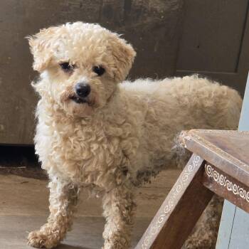 Maltipoo Dogs Available for Adoption in Zaleski, Ohio - Annie | PetCurious