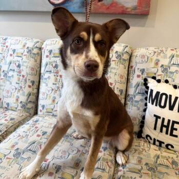 Rolo - 062409U -  Husky and Mixed Breed Dog for Adoption in Tupelo, Mississippi - Rolo - 062409U | PetCurious