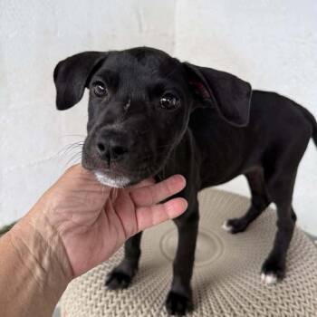 Boxer and Labrador Retriever Dogs Available for Adoption - Vissla | PetCurious