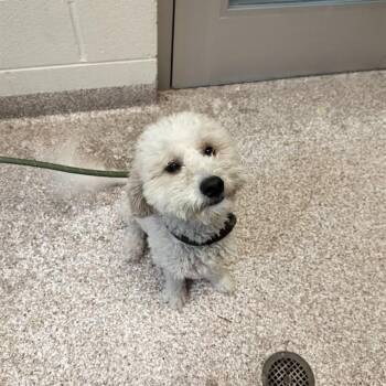 Poodle and Mixed Breed Dogs Available for Adoption in Pueblo, Colorado - ELLA | PetCurious