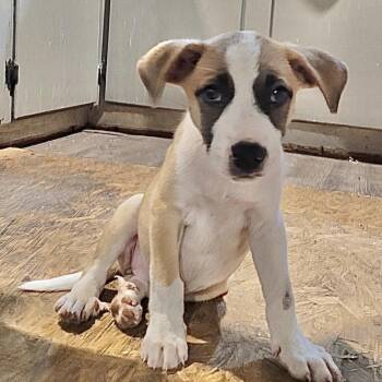 Barbara Jean -  Boxer Dog for Adoption in Queen City, Texas - Barbara Jean | PetCurious