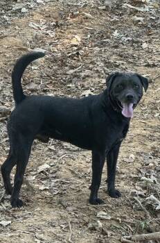 Rescue Black Labrador Retriever Dogs for Adoption in Holly Springs, Mississippi - Getty | PetCurious