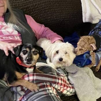 Cockapoo Dogs Available for Adoption - PREA | PetCurious