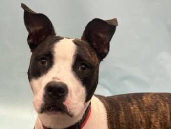 Daisy -  Boxer and Mixed Breed Dog for Adoption in Minneapolis, Minnesota - Daisy | PetCurious