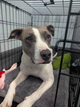 Pit Bull Terrier and Boxer Dogs Available for Adoption in Johnson City, Tennessee - Blue Bell | PetCurious