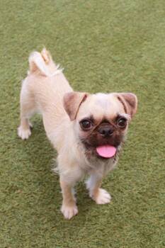 Tawny -  Pug and Brussels Griffon Dog for Adoption in Gardena, California - Tawny | PetCurious