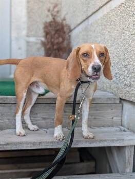 SHAWN -  Beagle Dog for Adoption in Vaughan, Ontario - SHAWN | PetCurious