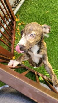 Rescue Terrier Dogs for Adoption in Pompano Beach, Florida - Ivy | PetCurious