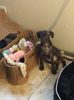 Rescue Chihuahua Dogs for Adoption in City Of Industry, California - Nova | PetCurious